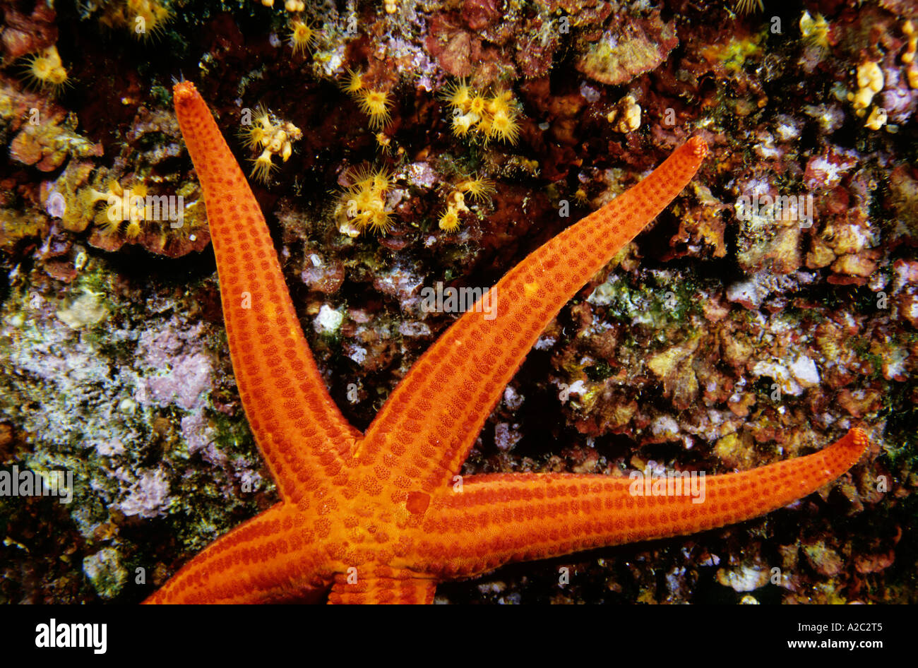 Étoiles de mer (Hacelia attenuata) accroché à un rocher. Banque D'Images