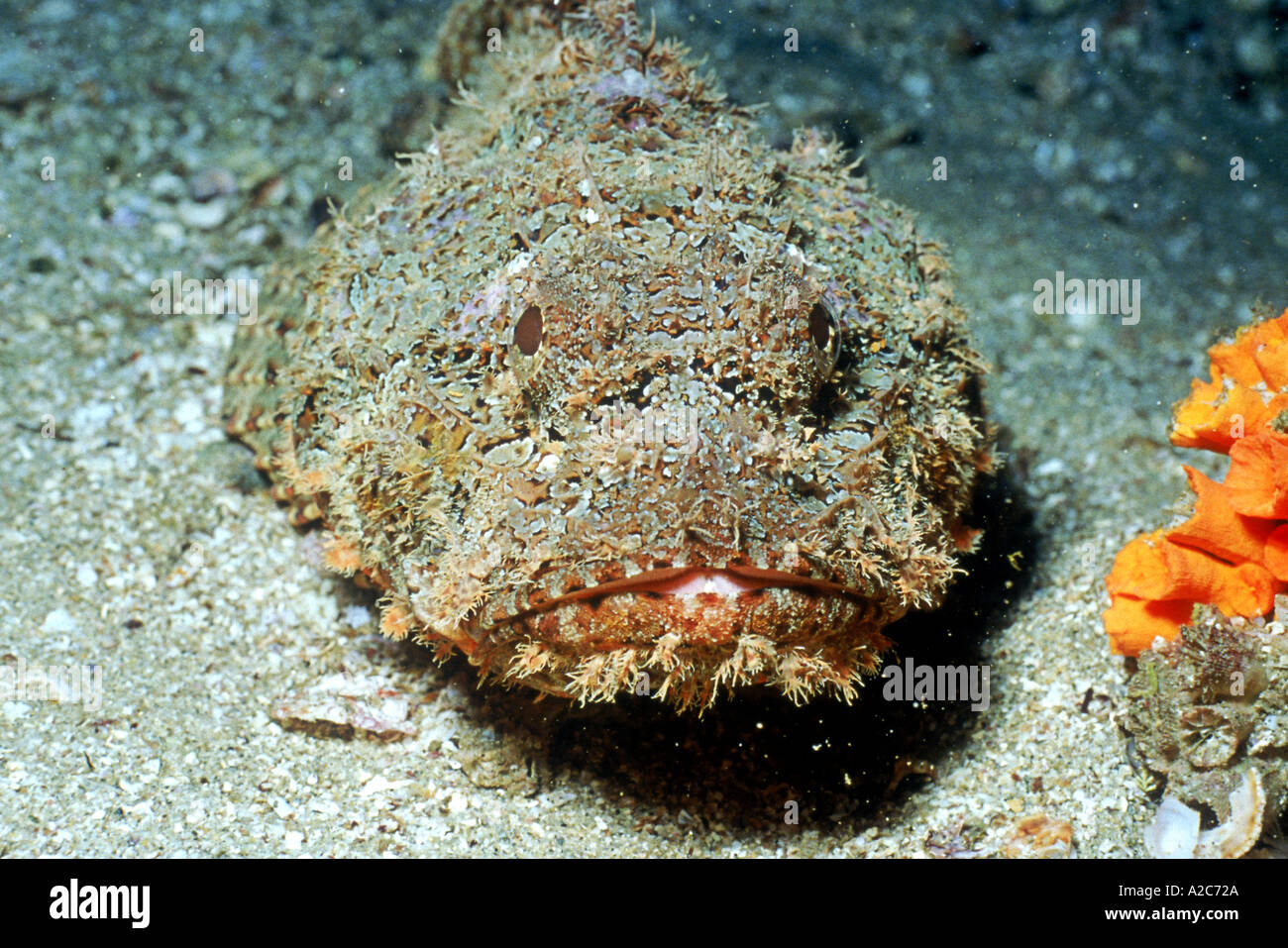 Scorpionfish Pierre scorpaena mystes Mer de Cortez au Mexique Banque D'Images