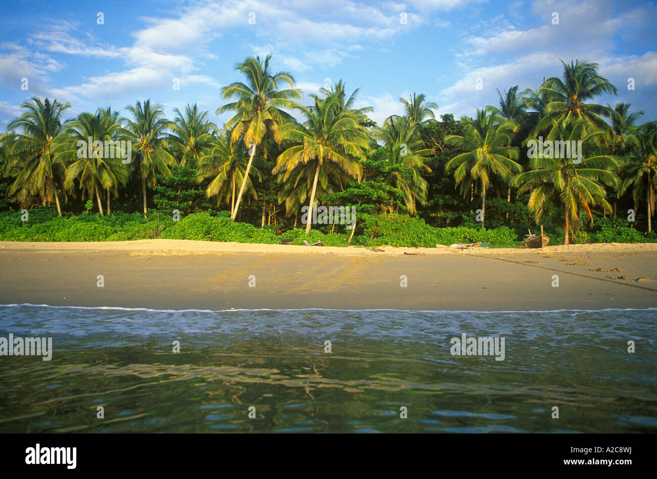 Cocotiers sur une plage de l'île Ko Lanta en Thaïlande Banque D'Images