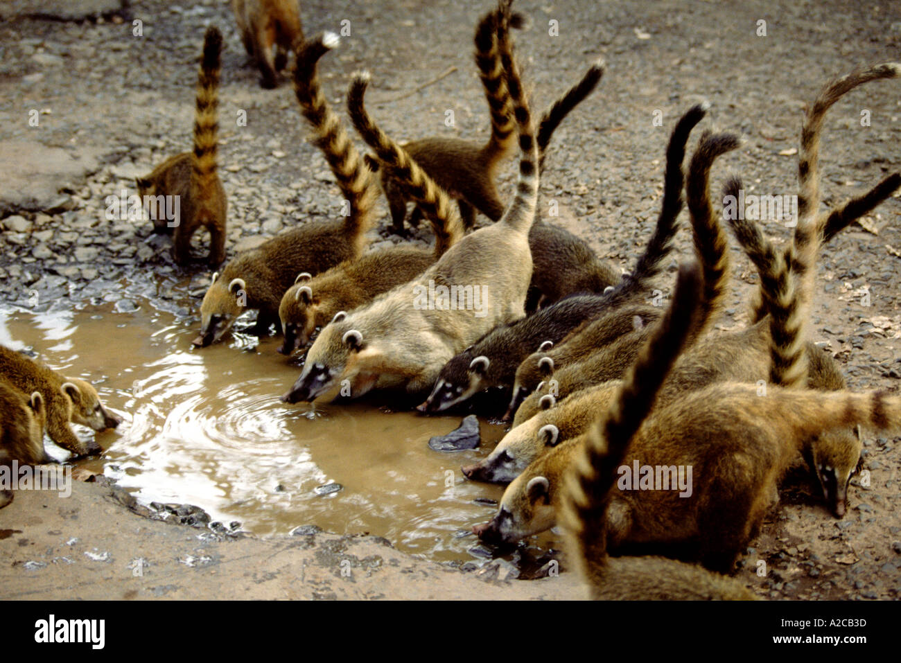 Les coatis. Chutes d'Iguaçu. Frontière Argentine-brésil Banque D'Images