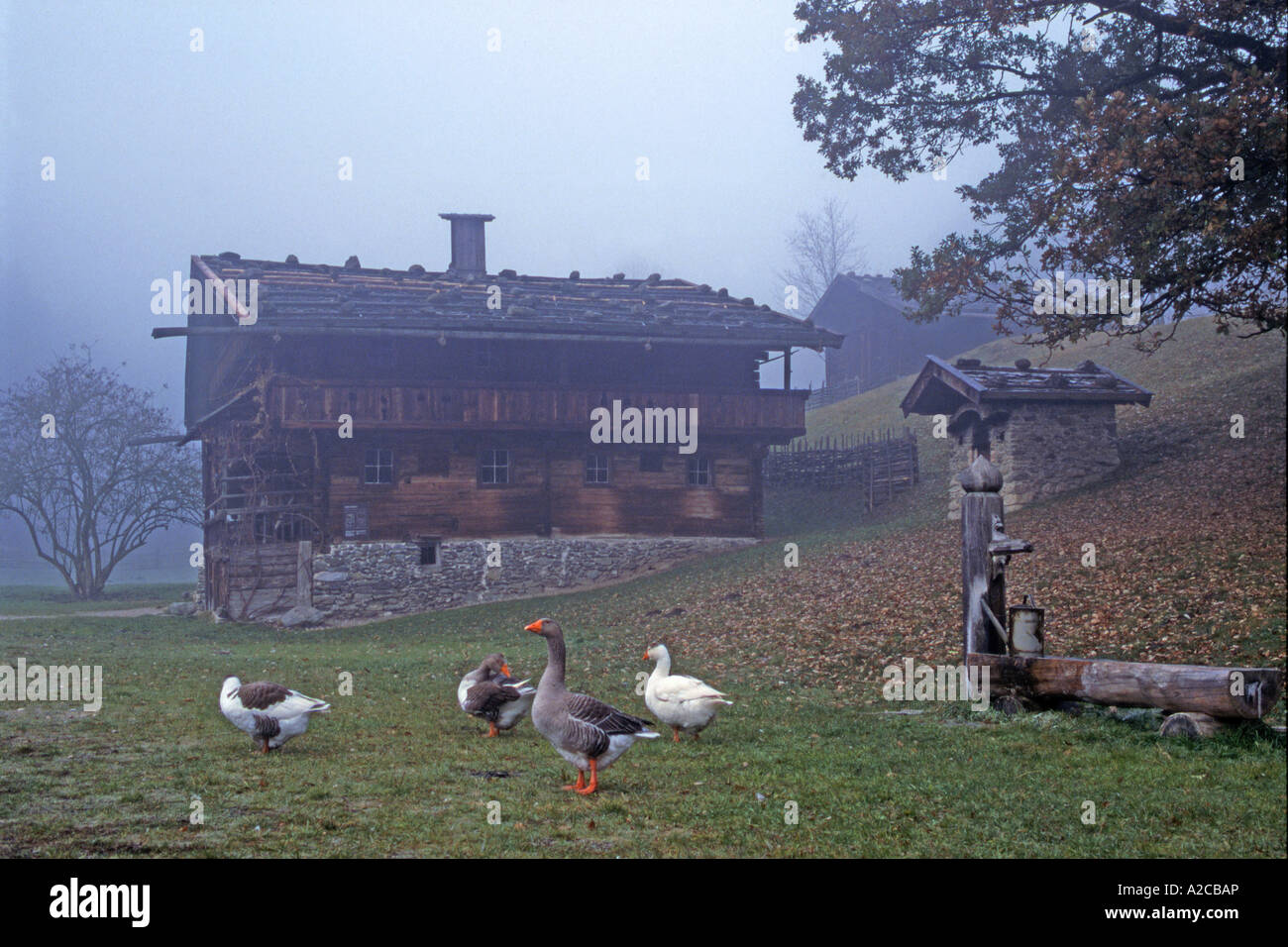 L'oie domestique à côté de l'auge en bois en face de ferme dans le village Kramsach Banque D'Images
