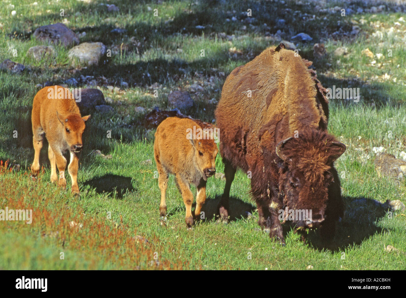 American bison, Bison (Bison bison), vache avec deux veaux Banque D'Images