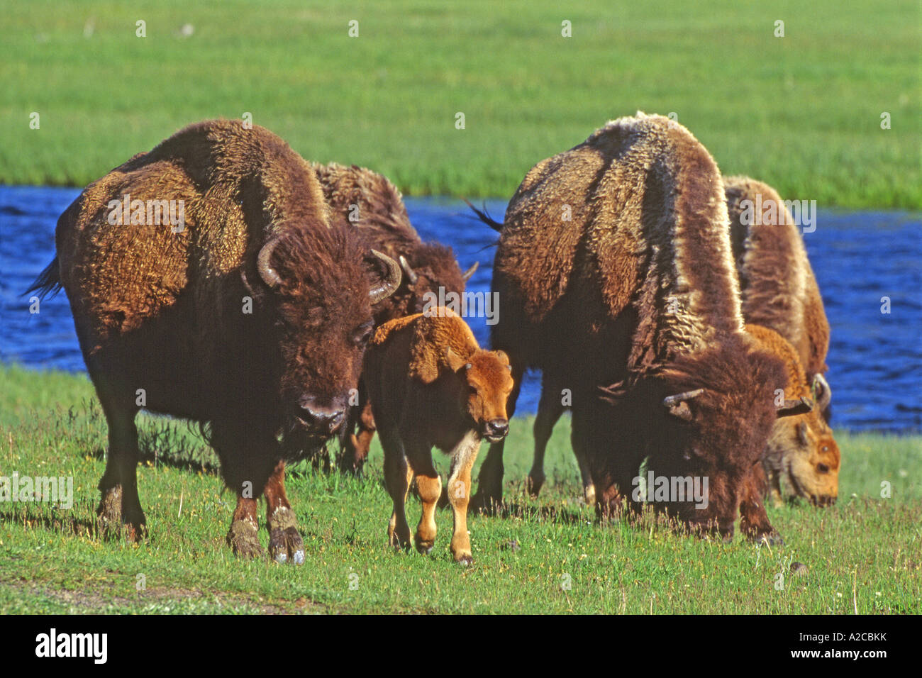 American bison, Bison (Bison bison), des vaches avec des veaux Banque D'Images