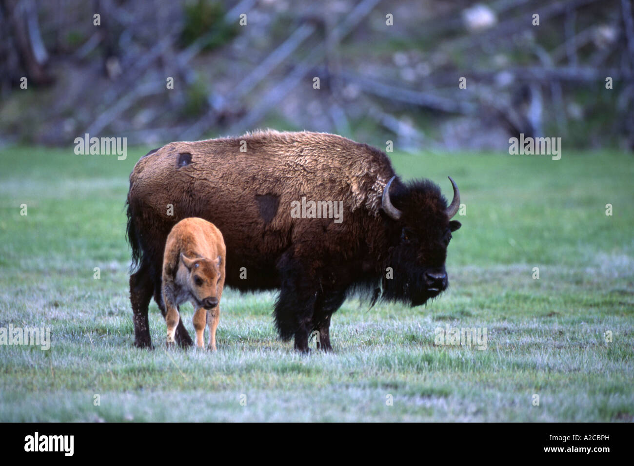 American bison, Bison (Bison bison), vache et son veau Banque D'Images