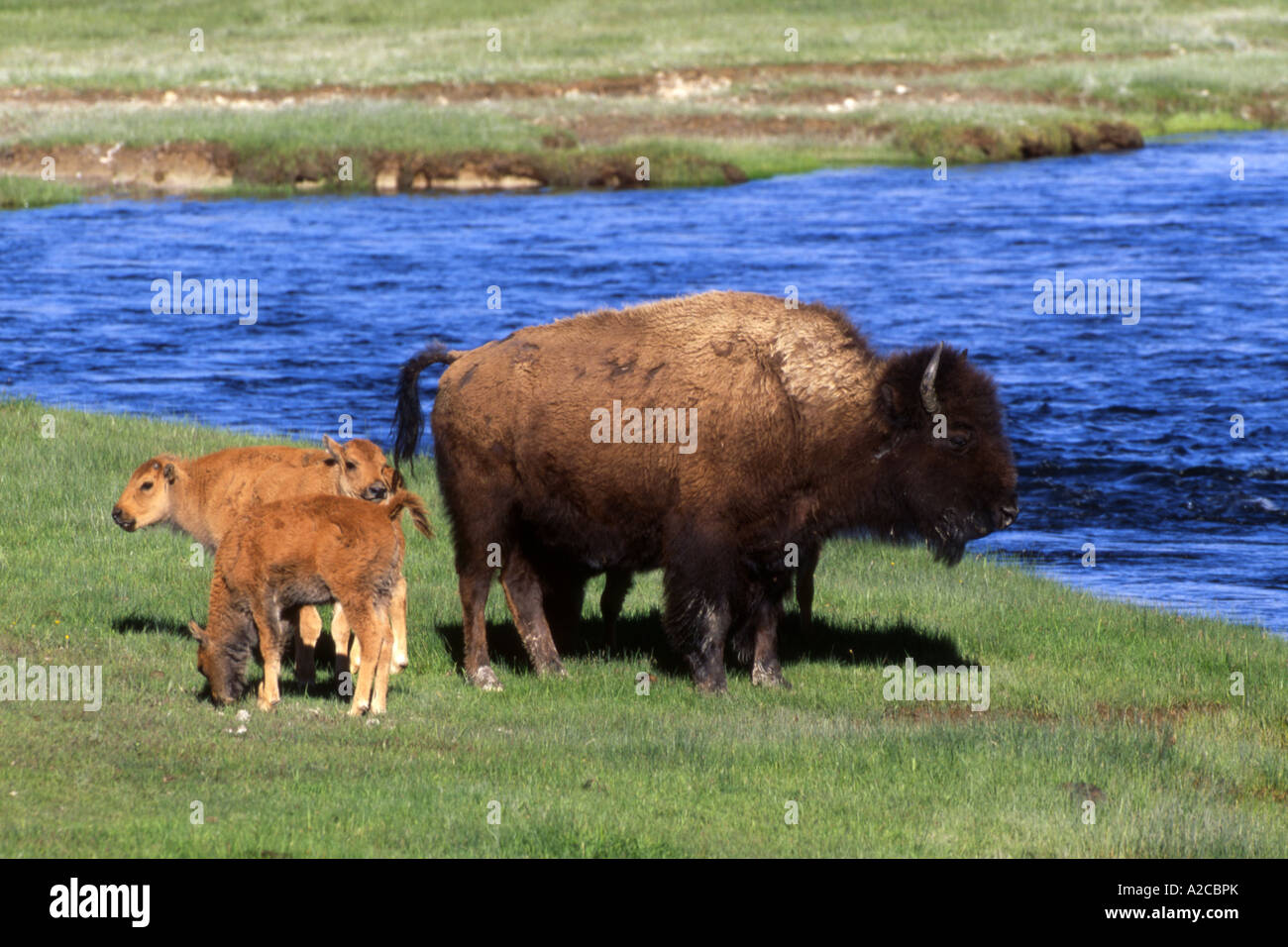 American bison, Bison (Bison bison), vache avec des veaux Banque D'Images