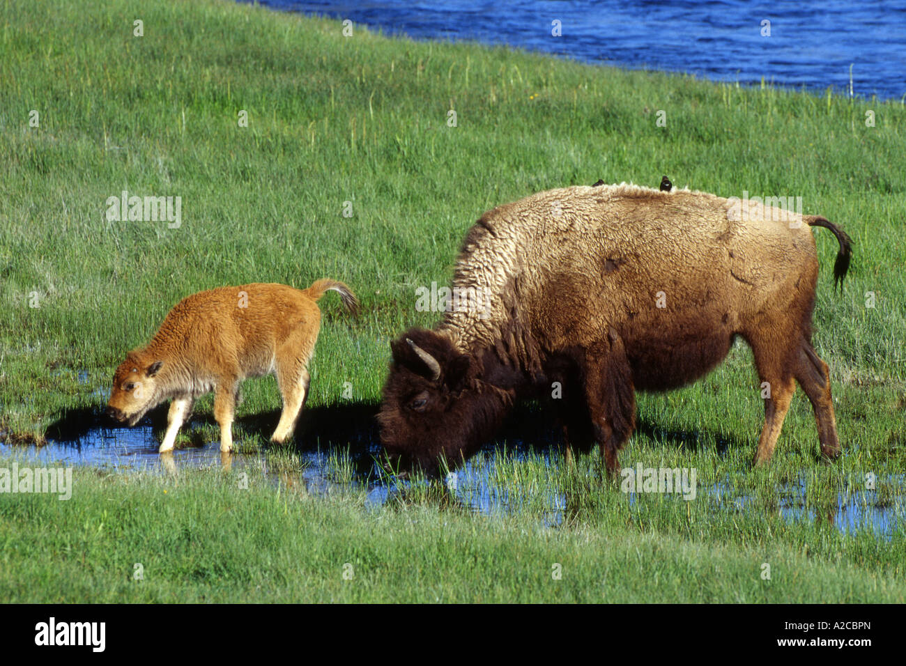 American bison, Bison (Bison bison), vache et son veau sur prairie inondée Banque D'Images