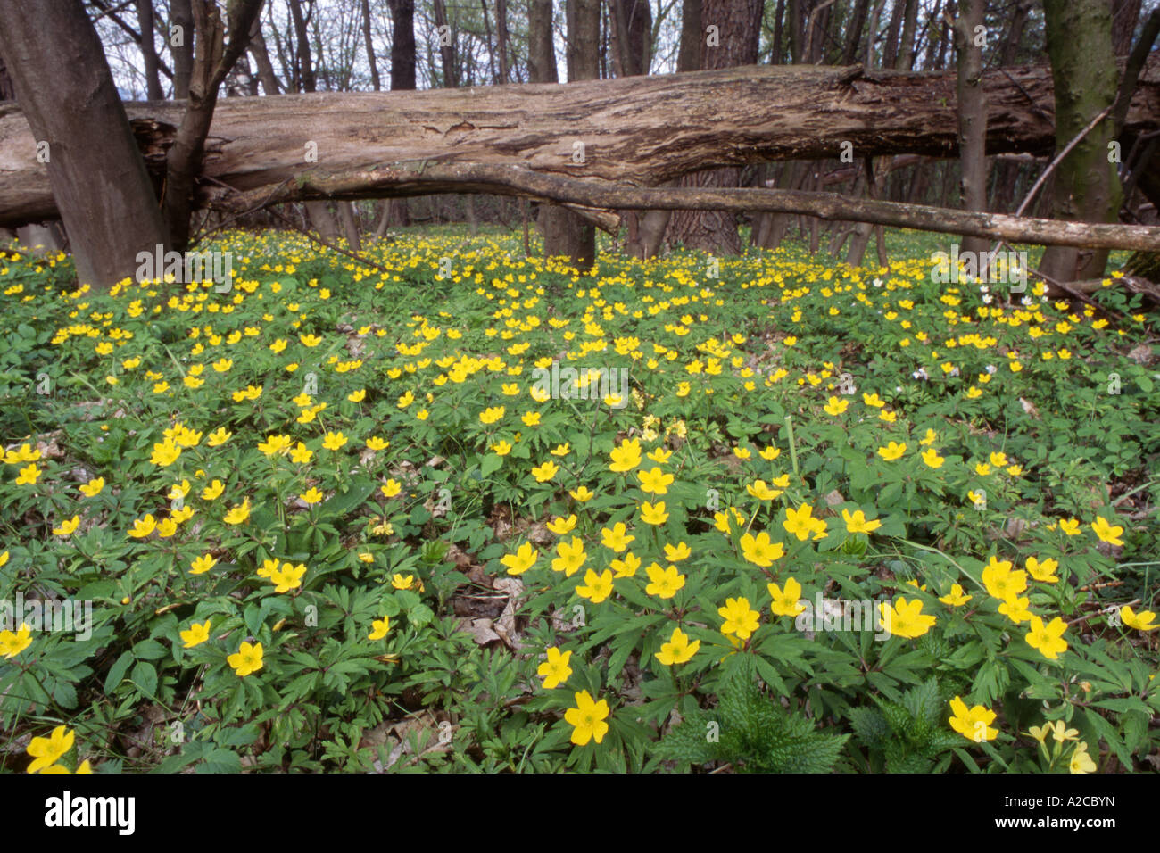 Anémone jaune (Anemone ranunculoides), les plantes à fleurs en forêt Banque D'Images