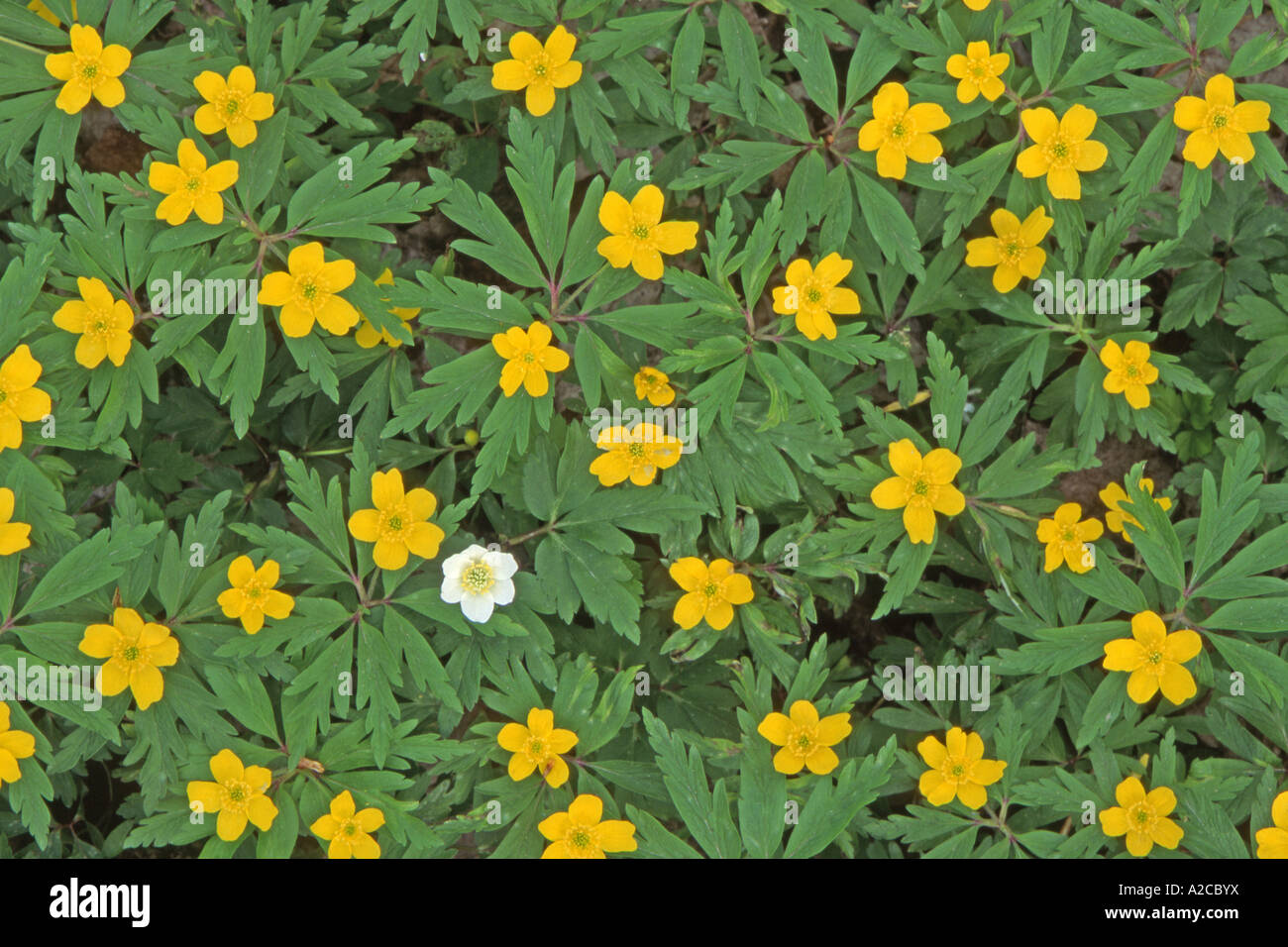Anémone jaune (Anemone ranunculoides), les plantes à fleurs et une blanche Anémone des bois Banque D'Images