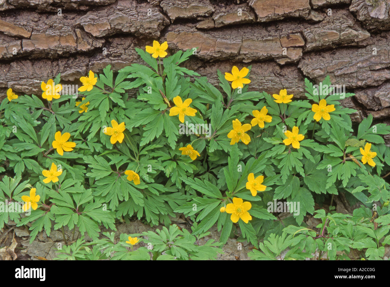 Anémone jaune (Anemone ranunculoides), les plantes à fleurs Banque D'Images