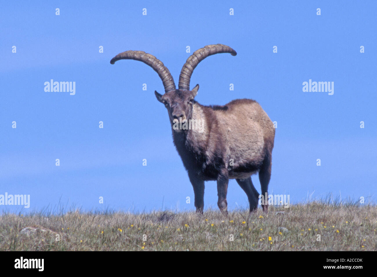 Ibex ibex espagnol ibérique, Gredos, bouquetin (Capra pyrenaica victoriae), homme Banque D'Images