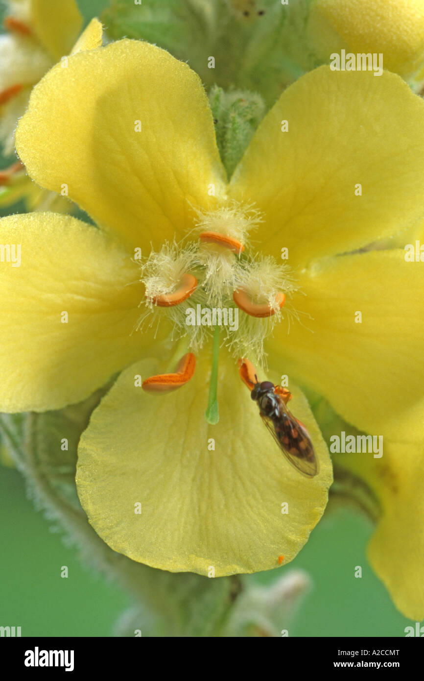Grandes fleurs (Verbascum densiflorum Molène, Verbascum thapsiforme) close up of flower avec hover fly Banque D'Images