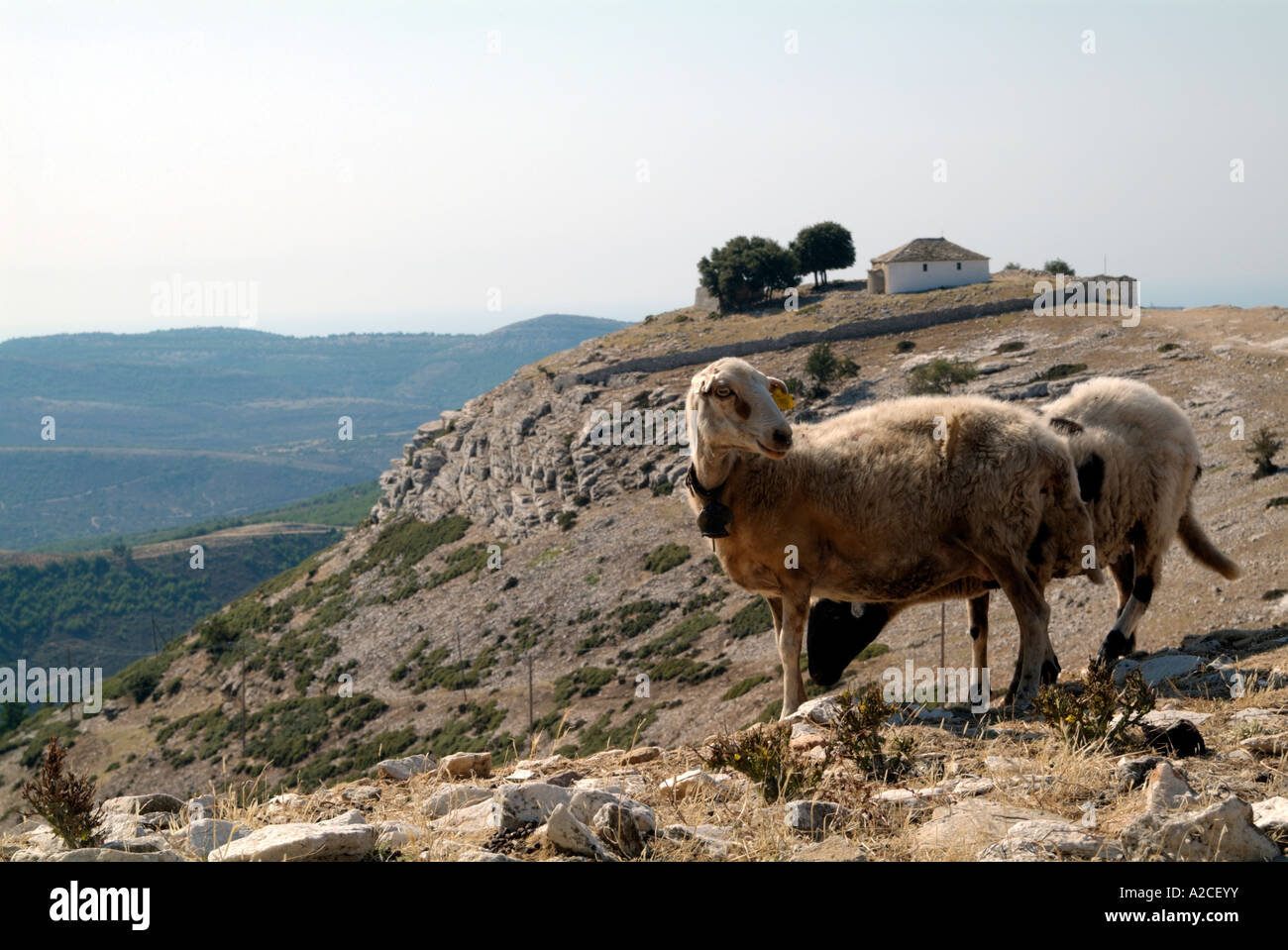 Deux moutons sur une colline aride avec la petite église de Profitis Elias dans la distance. Village de Kastro, Thassos, Grèce Banque D'Images