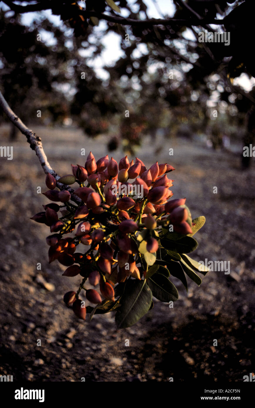 Un cluster de pistaches de la maturation sur l'arbre à Egine, Grèce Banque D'Images
