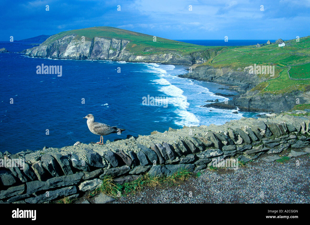 Une mouette est assis sur un mur sur la péninsule de Dingle à la côte ouest de l'Irlande Banque D'Images