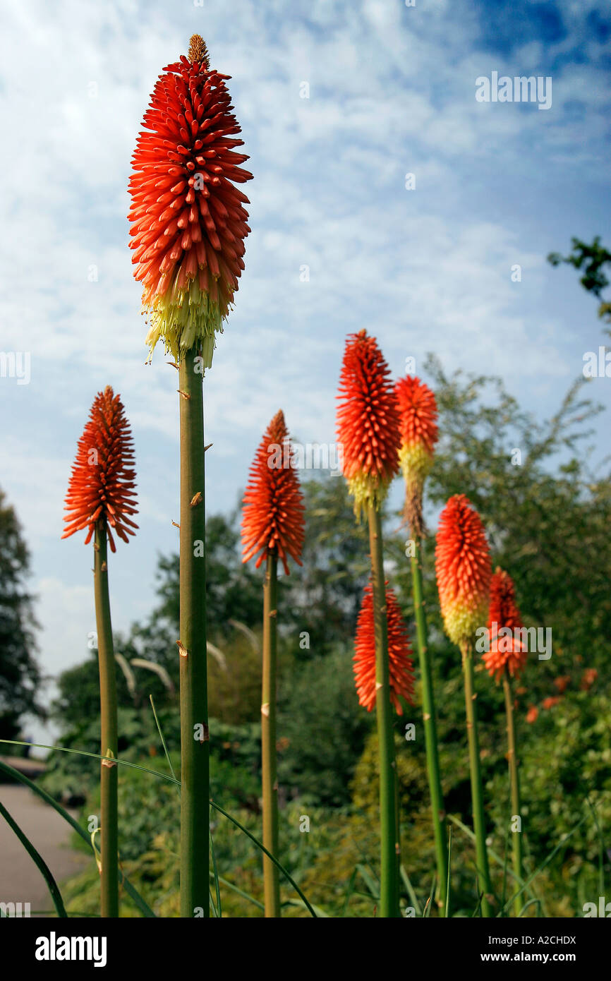 KNIPHOFIA PRINCE IGOR RED HOT POKER Banque D'Images