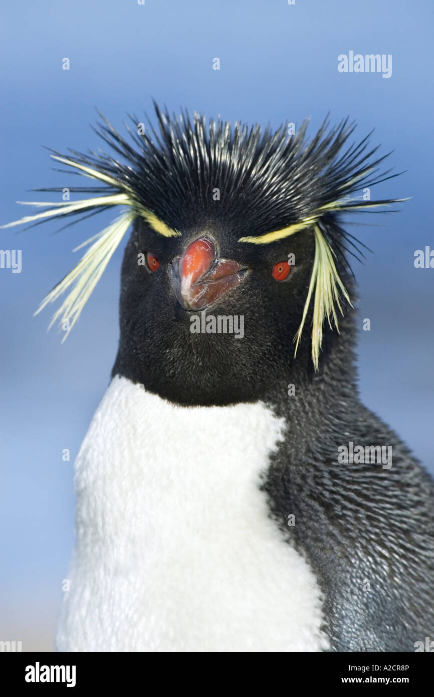 Des profils avec Rockhopper Penguin près du visage de l'étude de Photo  Stock - Alamy