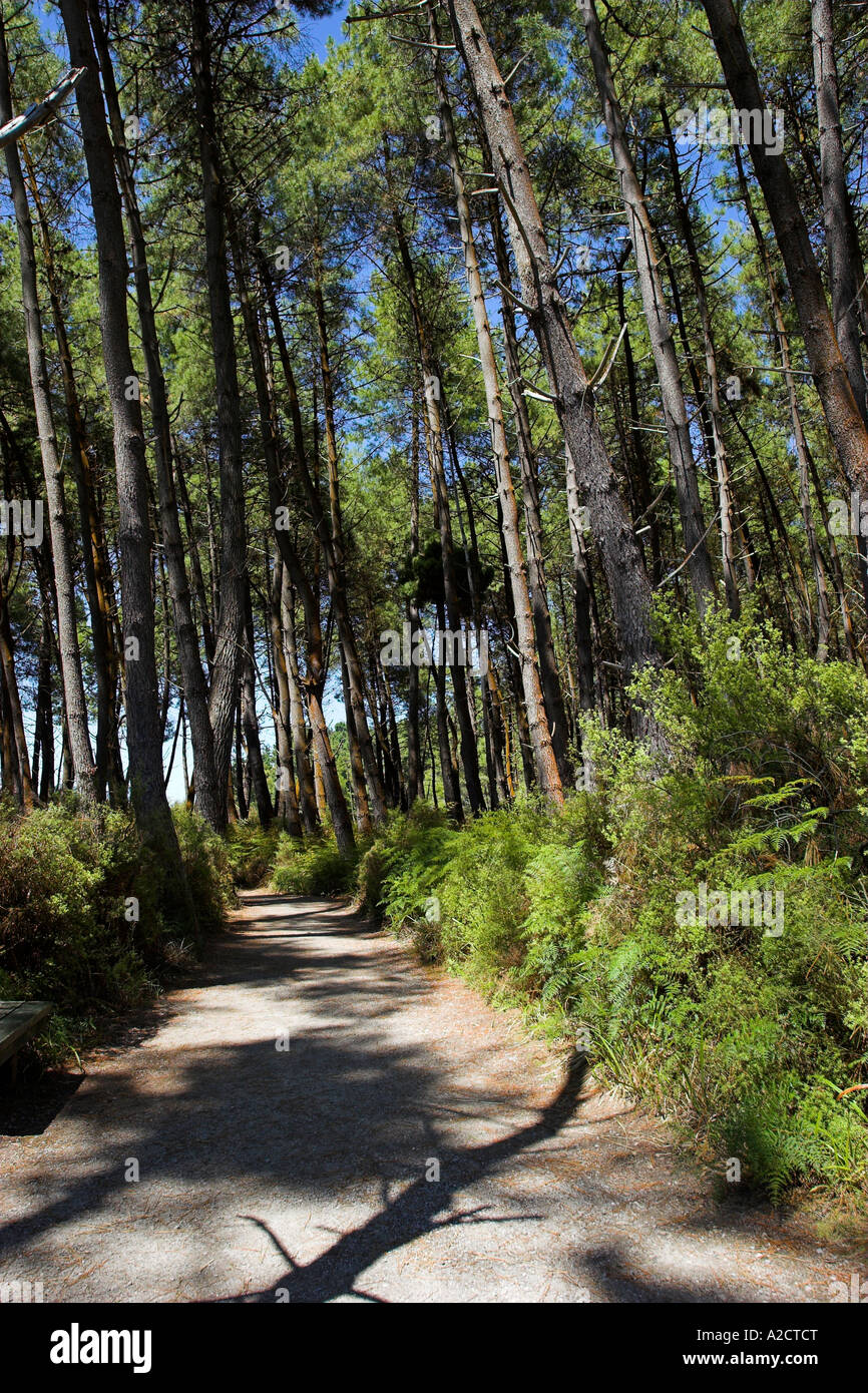 Chemin ombragé dans une forêt au wai-O-Tapu thermal wonderland. Rotorua, île du Nord, en Nouvelle-Zélande. Banque D'Images