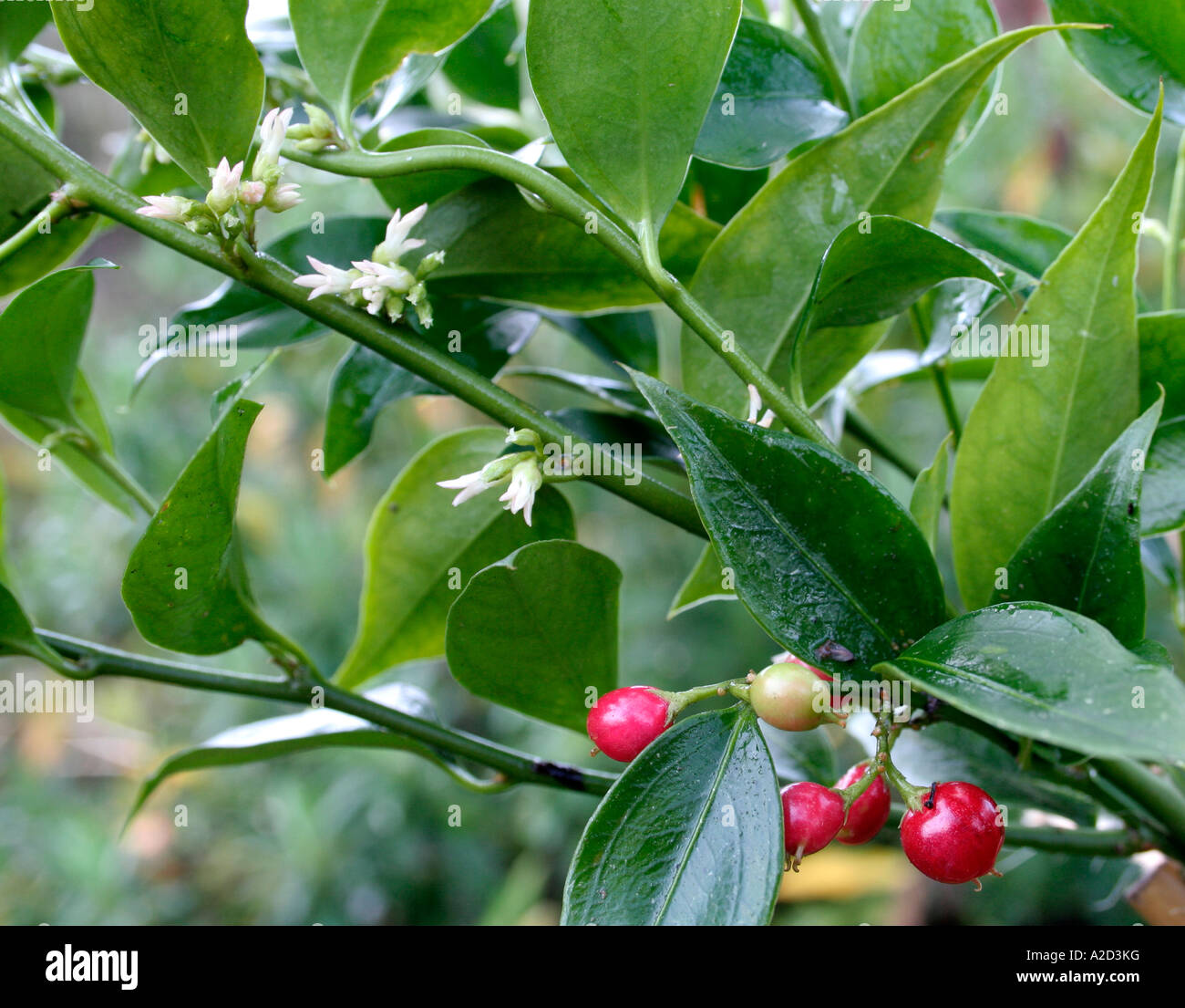 Sarcococca ruscifolia chinensis en Janvier Banque D'Images