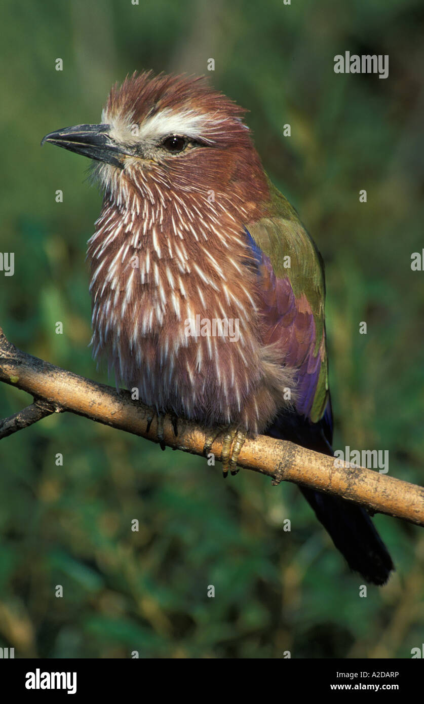 Le rouleau sacré rouleau violet Coracias naevia Afrique du Sud Banque D'Images