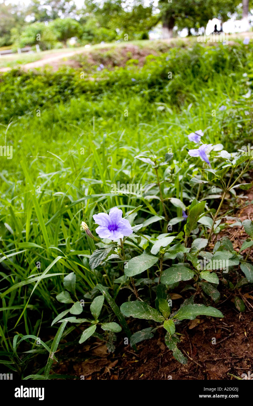 La fleur bleue par une fosse commune à ces champs de la mort près de Phnom Penh. Banque D'Images