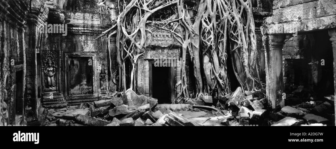 Ta Prohm temple près de Angkor Wat. Banque D'Images