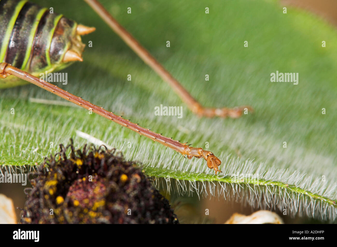 Bush Cricket femelle Saddleback Ephippiger ephippiger France Europe Ugly bug bugs pied détail Banque D'Images