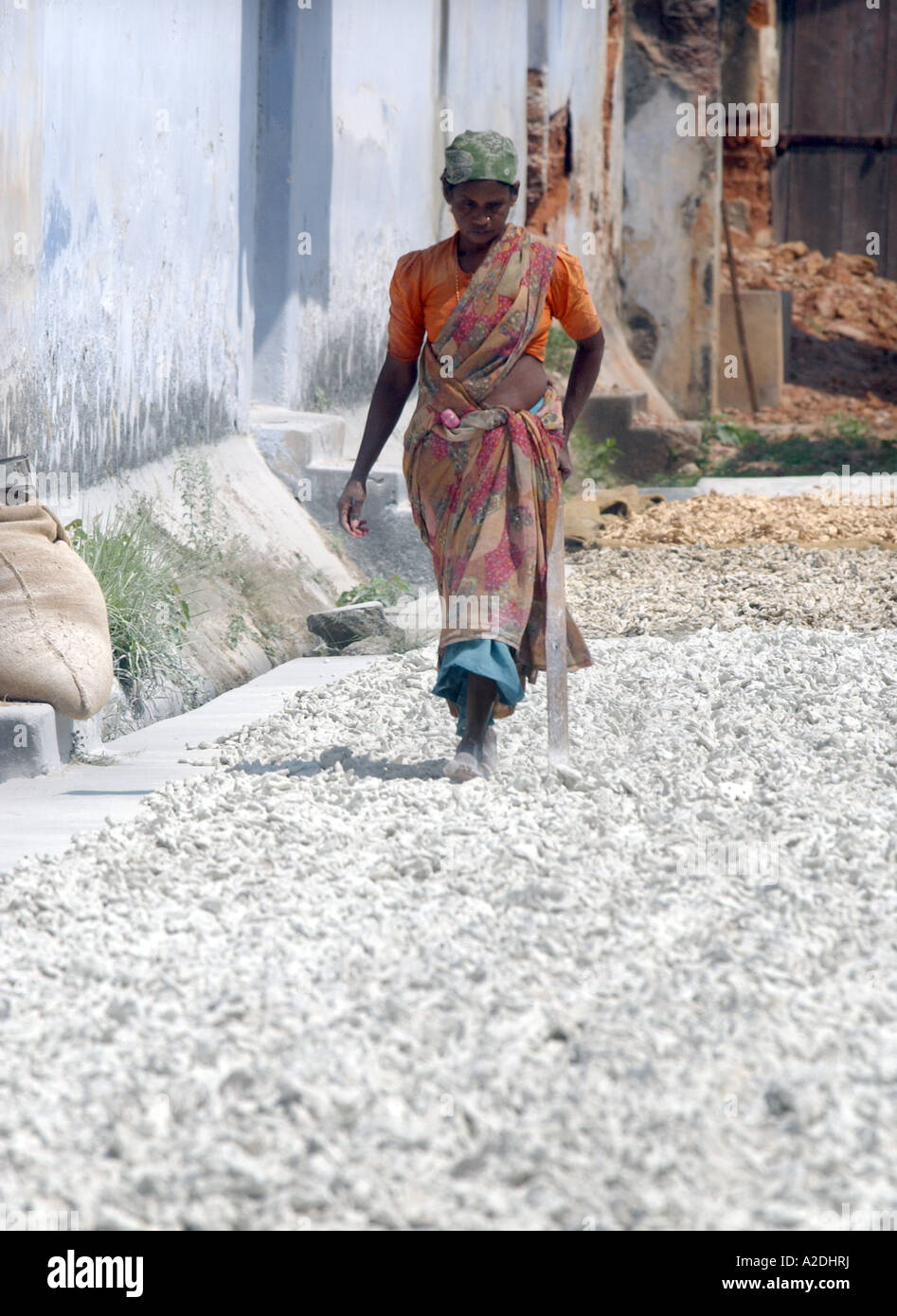 La racine de gingembre séchée avec de la chaux à Cochin Kerala Inde Banque D'Images