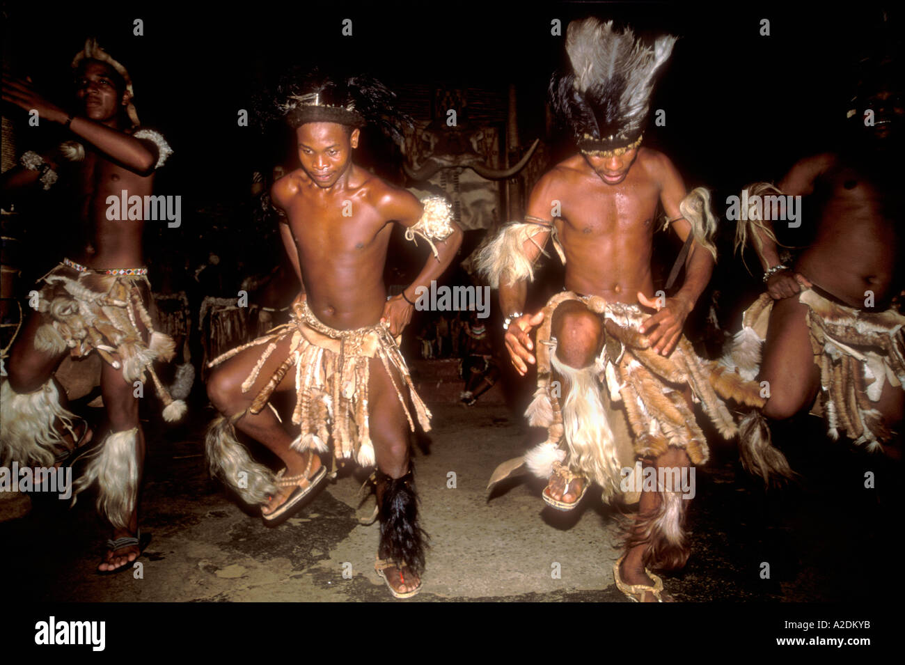 Zulu danse hommes en costume traditionnel, Shakaland Durban Banque D'Images