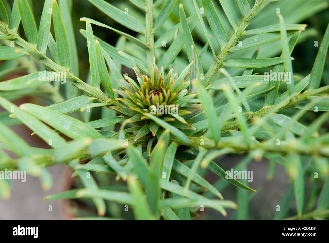 Close up détaillée des feuilles de l'Wollomi Pine Banque D'Images