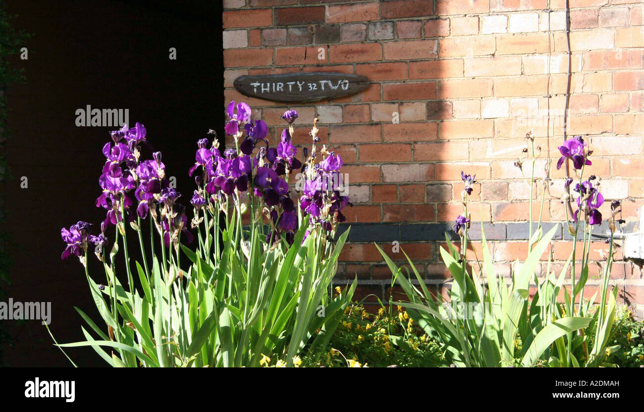Iris Dans Le Jardin Du Pavillon De Numero 32 Photo Stock Alamy