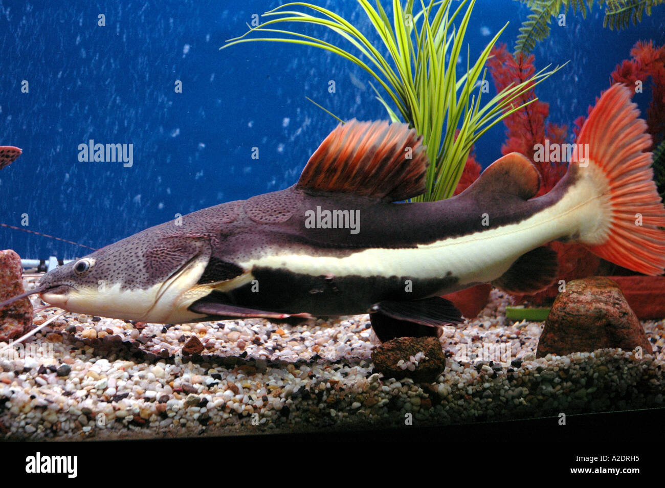 Le poisson-chat dans l'aquarium Phractocephalus hemioliopterus poisson-chat  à queue rouge Photo Stock - Alamy
