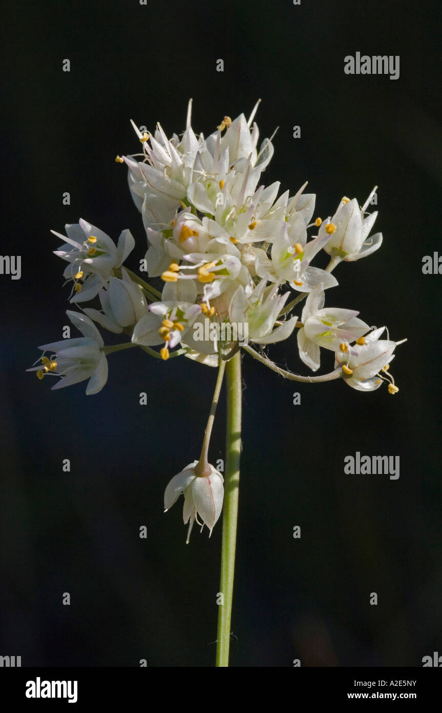 L'Oignon Allium cernuum signe Banque D'Images