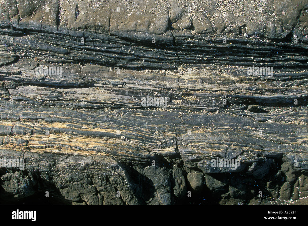 Arbre fossile dans la forêt pétrifiée à Curio Bay Otago Catlins Waikawa l ile sud Nouvelle Zelande Banque D'Images
