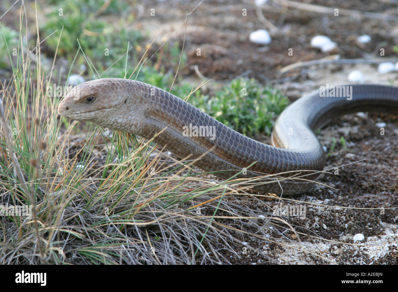 Verre verre blindé européen lézard lézard Ophisaurus apodus Banque D'Images