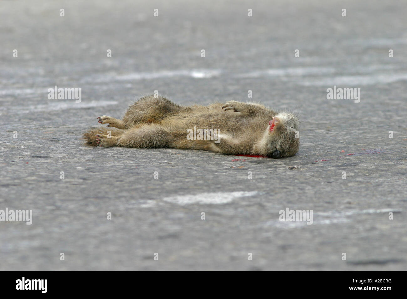 Citellusm ,souslik d'Europe Spermophilus, tué par le trafic se trouve dans la route, Bulgarie Banque D'Images