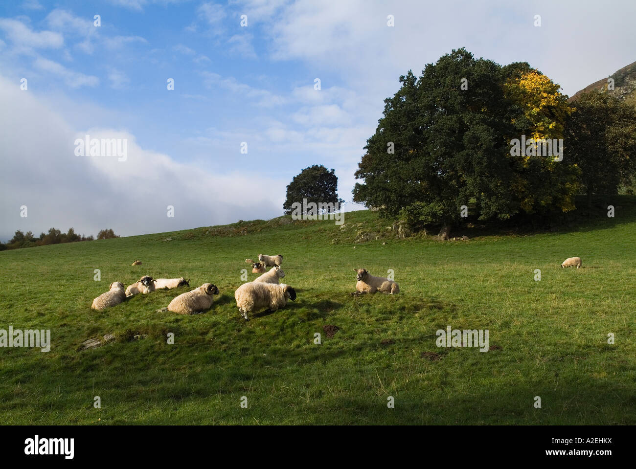 dh Scottish blackface HIGHLANDS PERTHSHIRE Ecosse Flock pâturage en vert champ colline à face noire moutons pâturages ruraux royaume-uni campagne agricole terres agricoles Banque D'Images