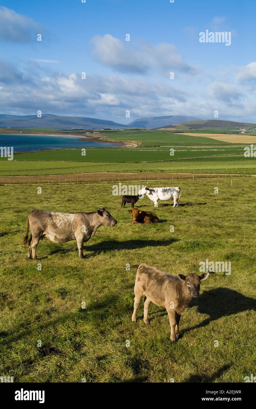 dh Cow BESTIAUX Royaume-Uni bovins de boucherie vaches et veaux Pâturage dans le champ au-dessus de Scapas Flow rivage Orkney jeune écossais terres agricoles Banque D'Images