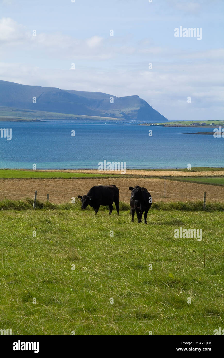 dh Bay of Ireland STENNESS ORKNEY deux Black Aberdeen Angus Bovins de boucherie vaches dans le champ au-dessus de la vache britannique Scala Flow bétail Banque D'Images