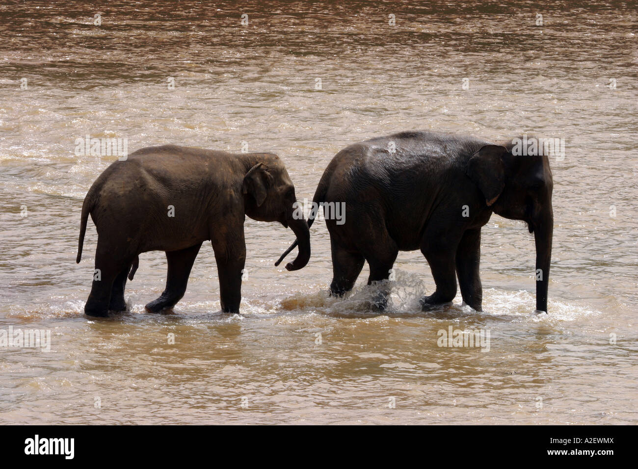 Éléphants du Sri Lanka - éléphants d'asie mâles et femelles adultes dans le fleuve Mahaweli Ganga, Pinnawala, Sri Lanka, Asie Banque D'Images