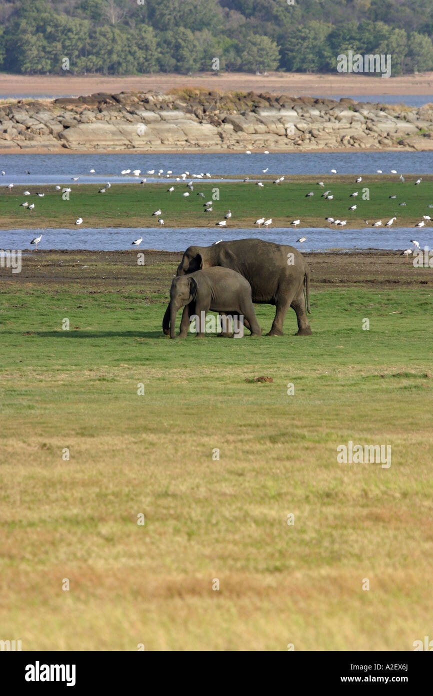 Sri Lanka - mère sauvage et jeunes éléphants, parc national de Minneriya, Sri Lanka, Asie Banque D'Images