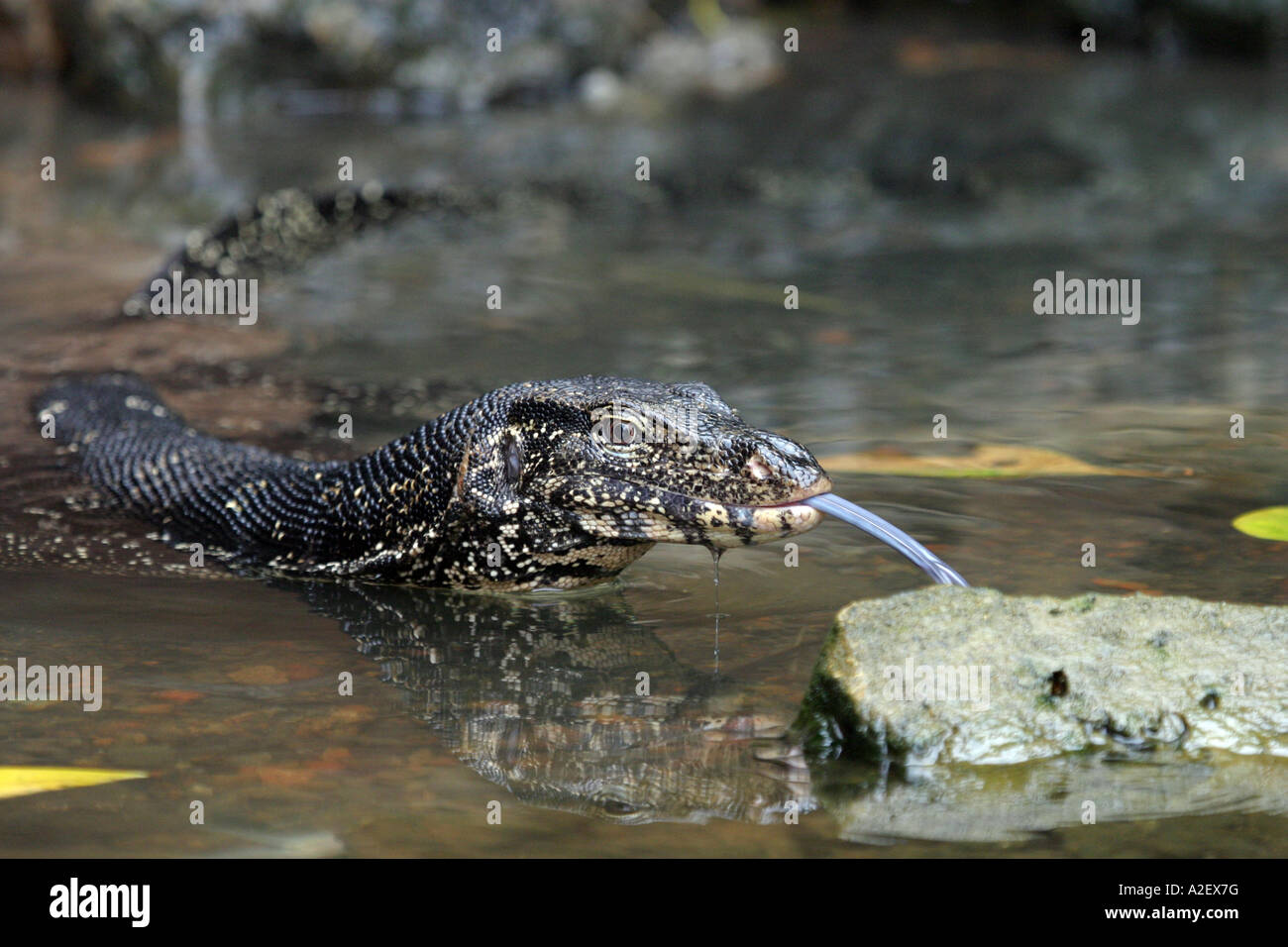 Gros plan d'un moniteur d'eau lézard, Varanus salvator , reptile collant la langue dehors, Sri Lanka, Asie Banque D'Images