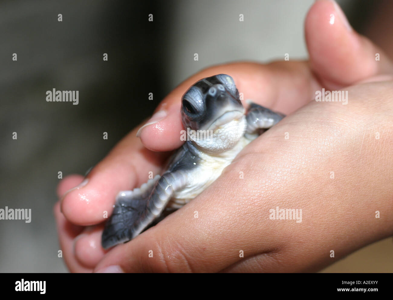 Tortue sri lankaise: Une jeune tortue est tenue doucement entre les mains d'une fille, Sri Lanka, Asie Banque D'Images Tortue sri lankaise: Une jeune tortue est tenue doucement entre les mains d'une fille, Sri Lanka, Asie Banque D'Images