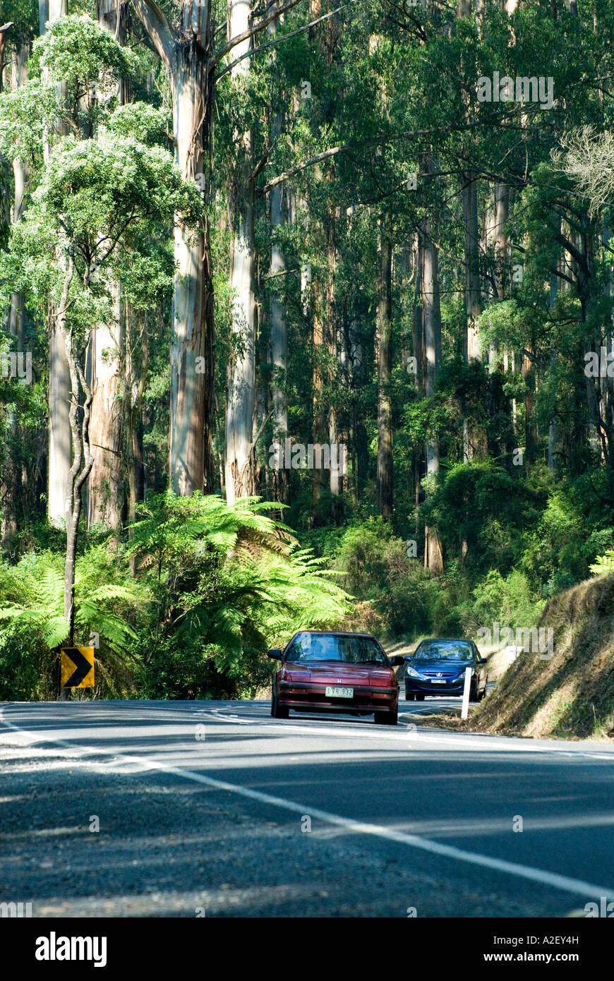 Les voitures sur la route de Monbulk Dandenong Ranges National Park Victoria Australie Banque D'Images