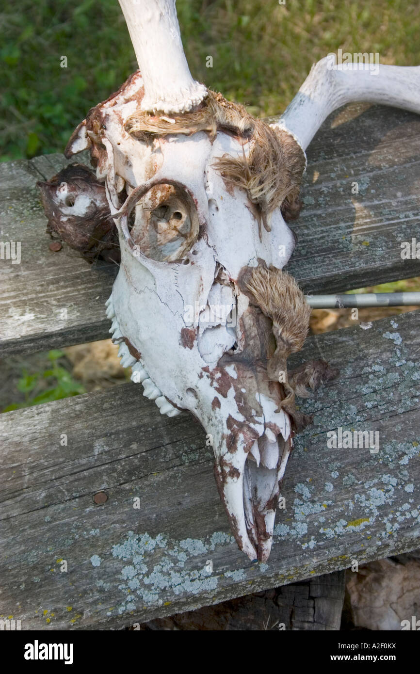 Crâne avec cornes animales repose sur banc de pavillon de chasse. Concept - a pris sa retraite de la rivière Wisconsin USA Bleu Banque D'Images Crâne avec cornes animales repose sur banc de pavillon de chasse. Concept - a pris sa retraite de la rivière Wisconsin USA Bleu Banque D'Images