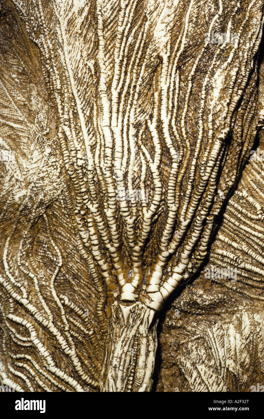 Crinoid fossile Banque D'Images