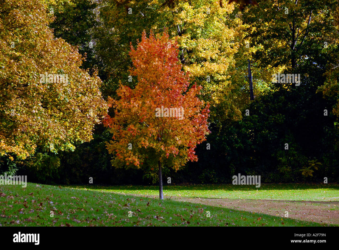 Feuillage automnal Banque D'Images