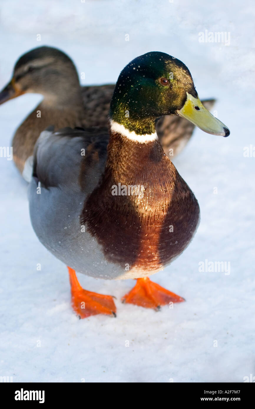 Canard colvert Anas platyrhynchos Canard drake et à la fois sur un lac gelé recouvert de neige à des North Yorkshire Dalby forest Staindale Banque D'Images