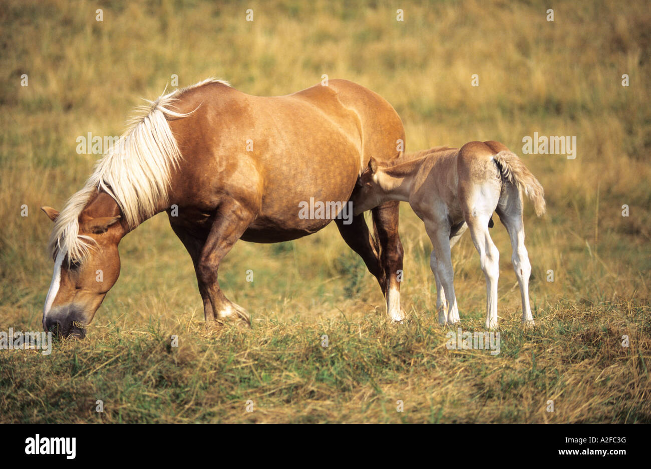 Jument et poulain Cheval Haflinger potable Banque D'Images