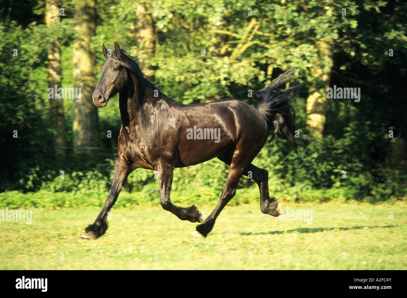 Cheval frison trottant à travers un champ Banque D'Images