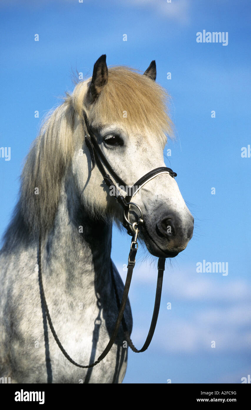 Portrait d'un cheval gris Banque D'Images